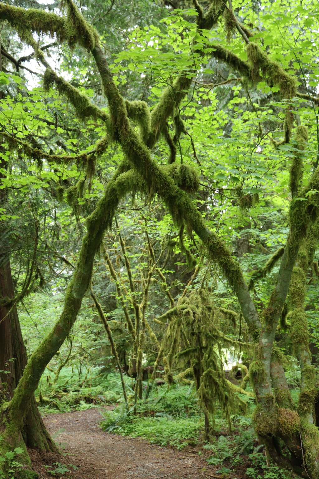 Forest Bathing &&nbsp;Belonging
