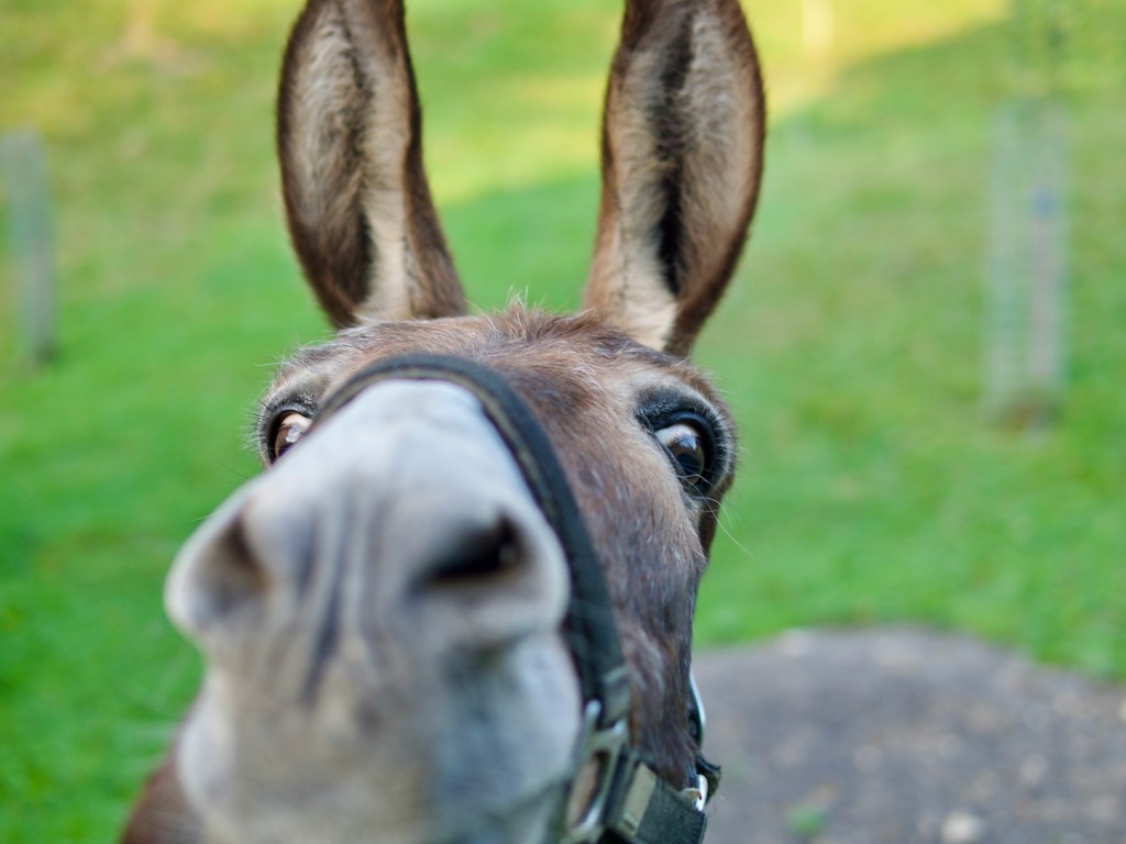 Saint Francis and the Donkey that&nbsp;Wept